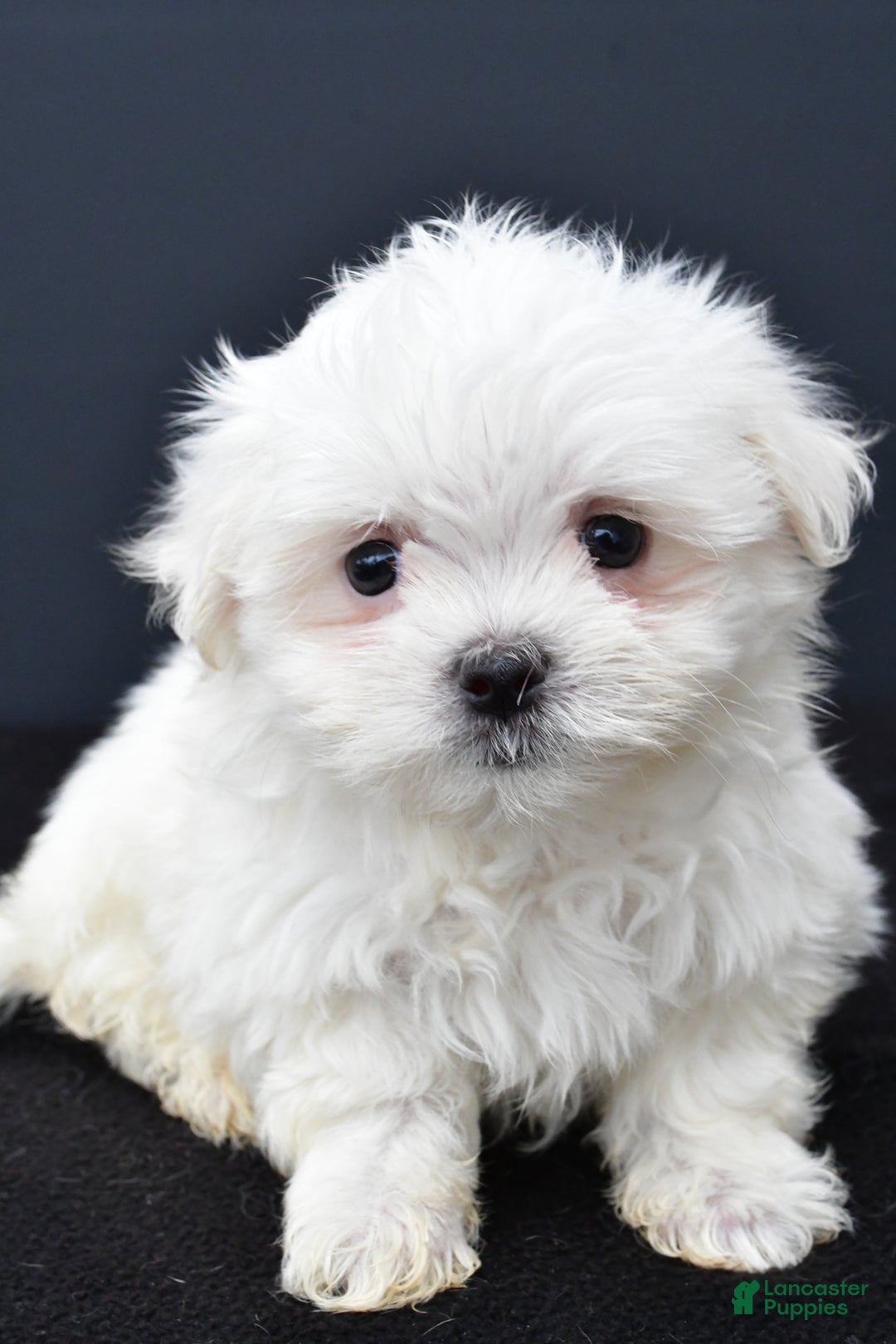 Maltese dogs for sale: Gunner - Ad 3