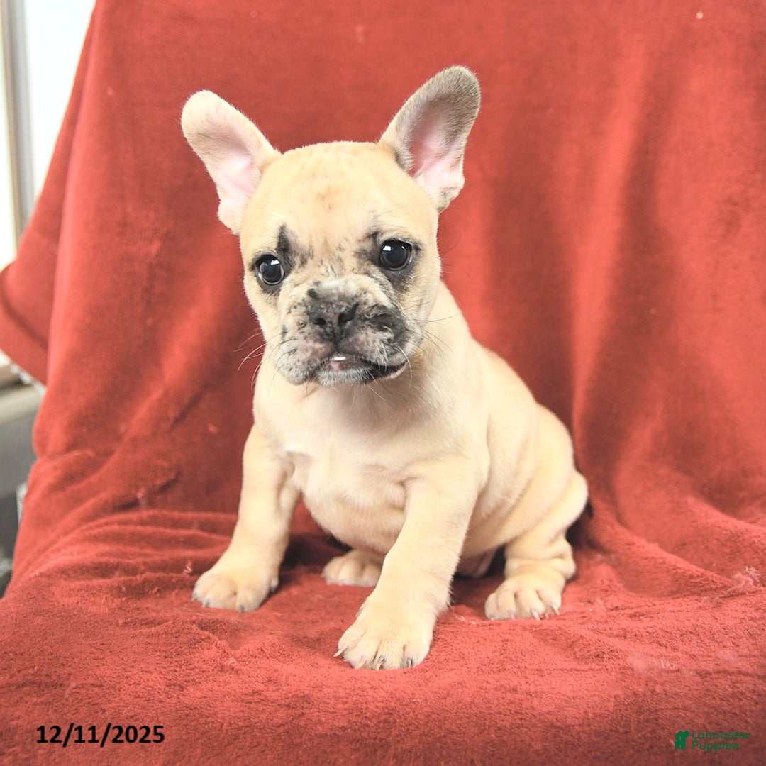 French Bulldog dogs for sale: Annie - Ad 4