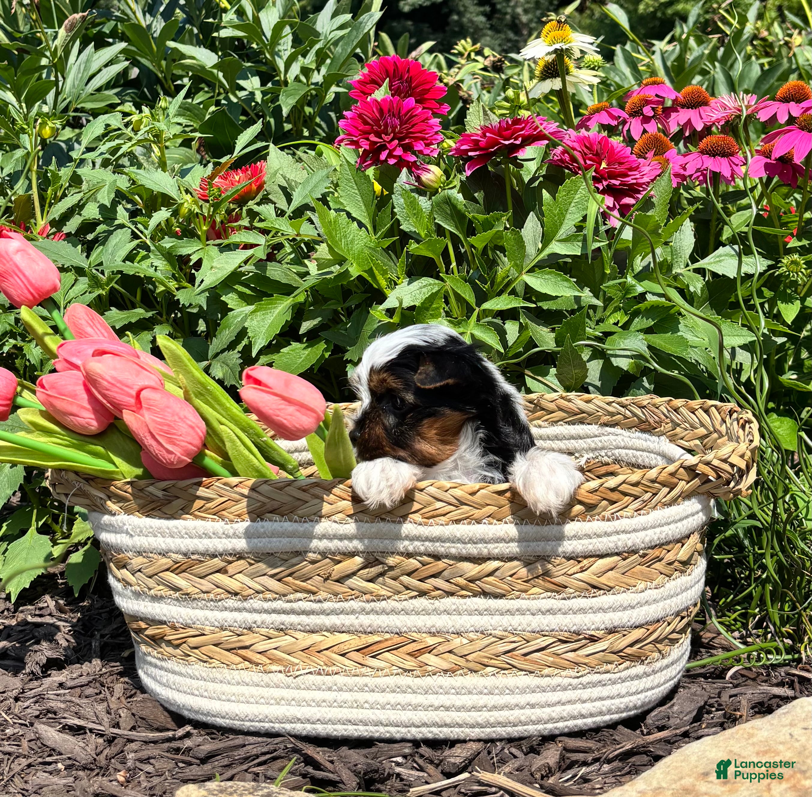 Biewer Terrier dogs Biewer Terrier 2 - Ad 1
