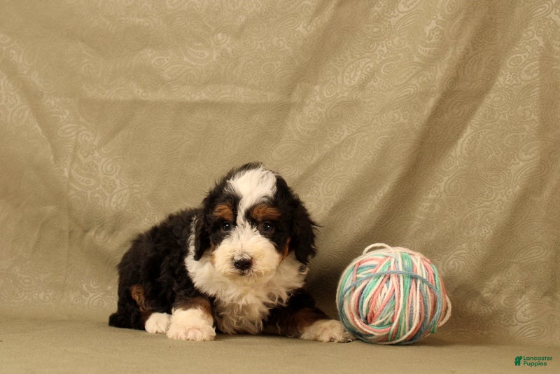 Mini Bernedoodle dogs Bumble - Ad 1