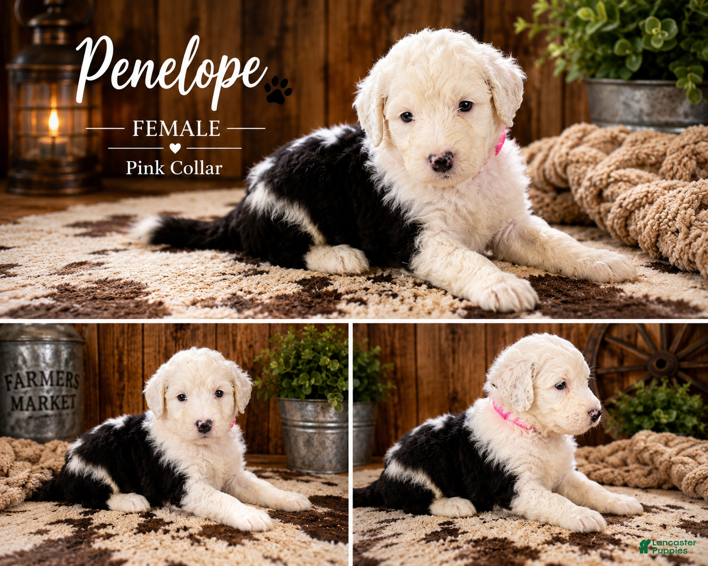 Sheepadoodle dogs Penelope  - Ad 4