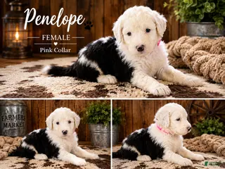 Sheepadoodle dogs Penelope - Ad 11
