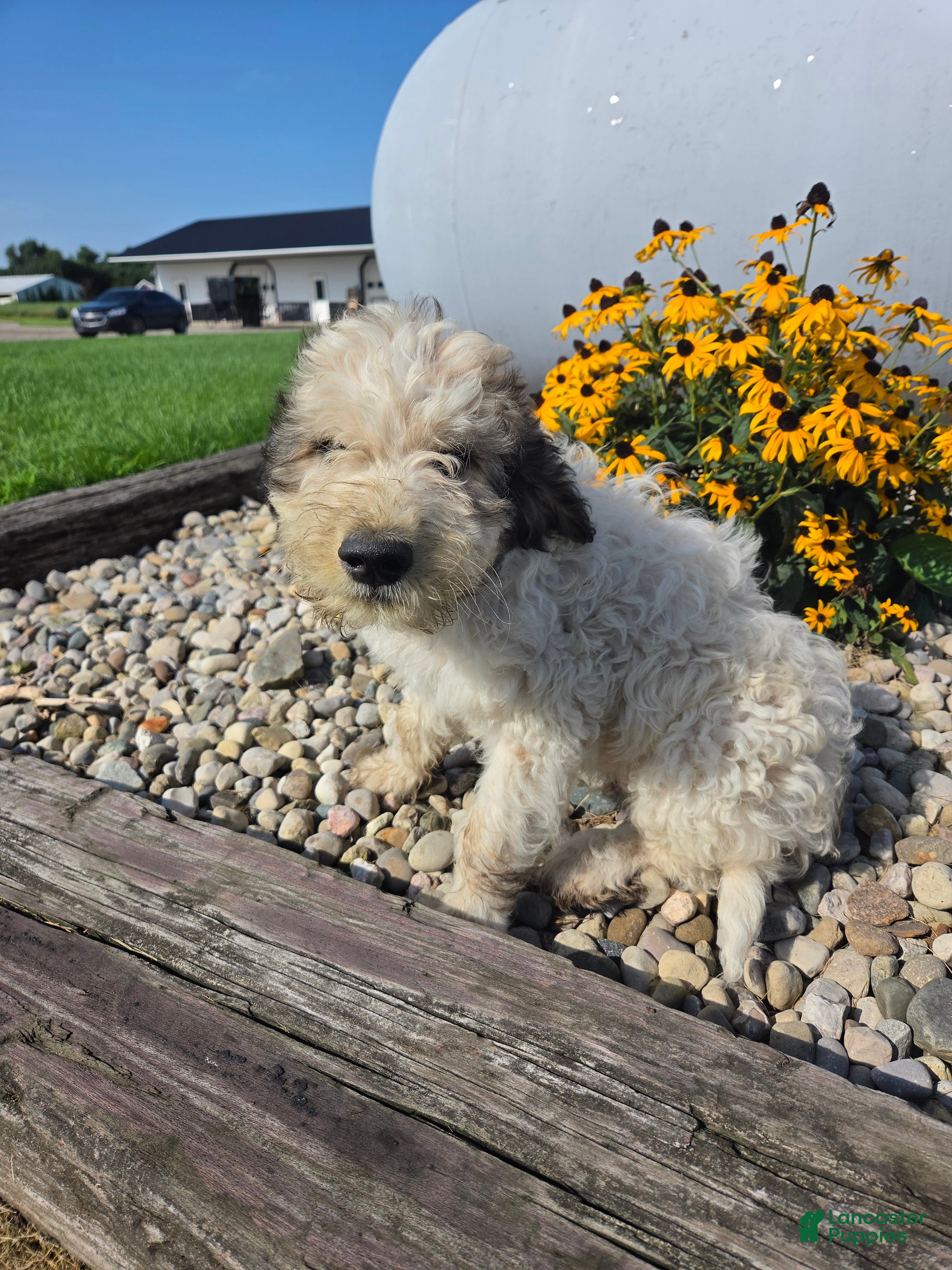 Mixed Breed dogs Dexter - Ad 1