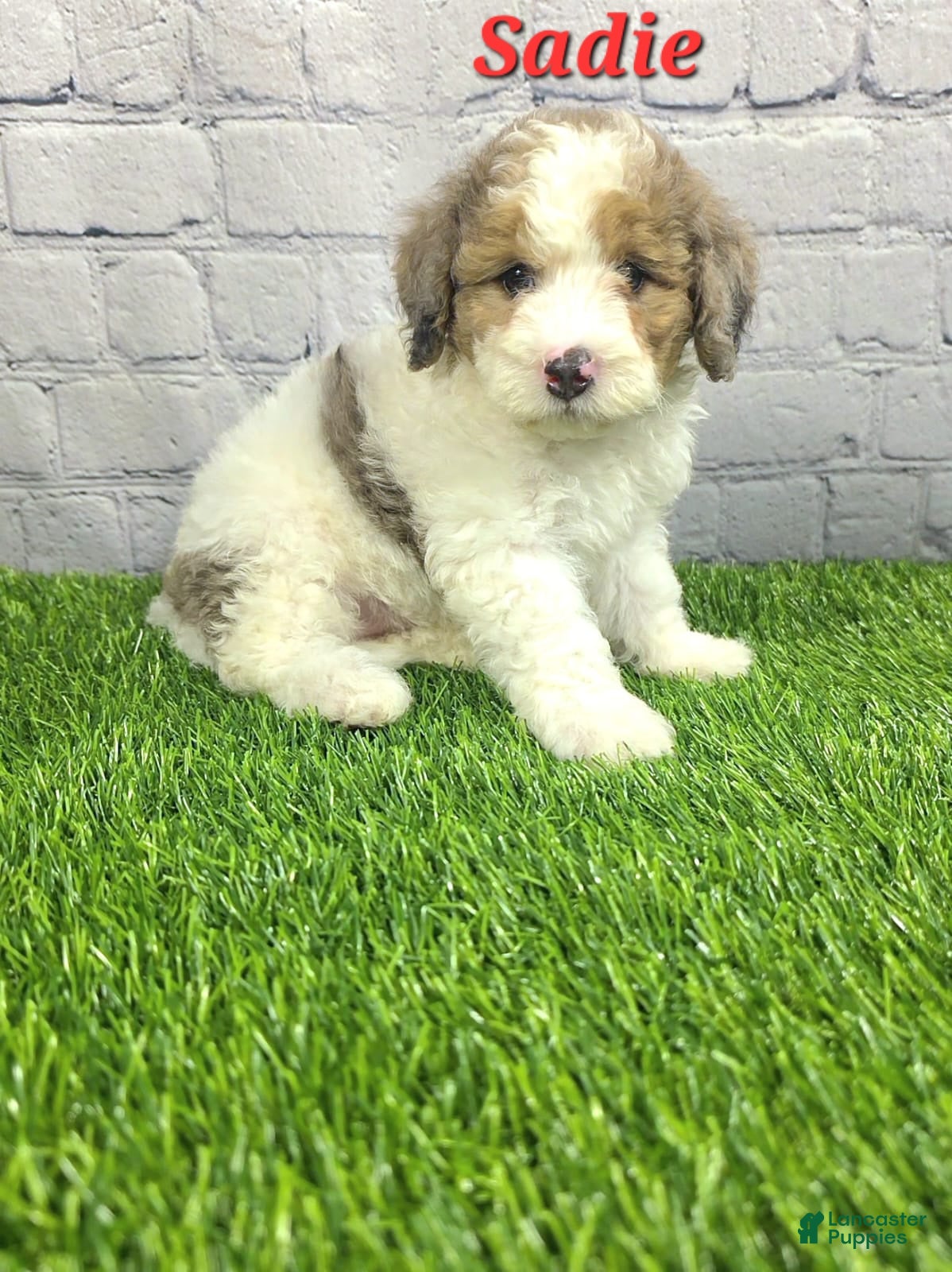 Mini Bernedoodle dogs Sadie - Ad 1