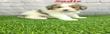 Sadie