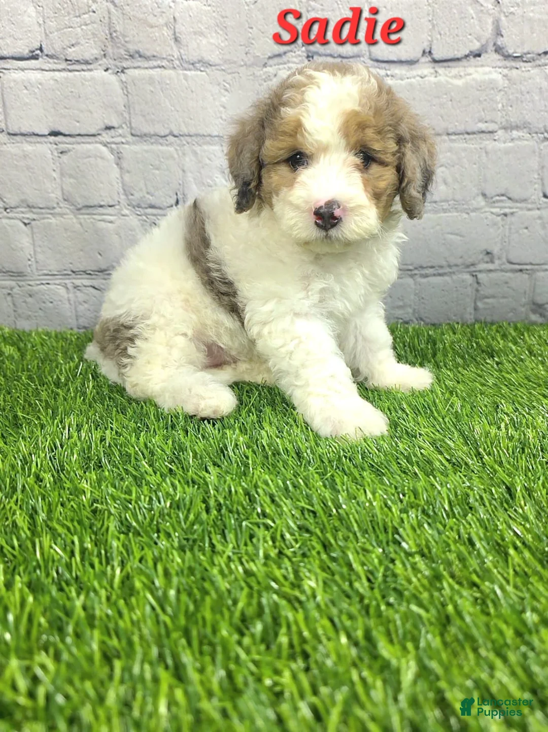 Mini Bernedoodle dogs for sale: Sadie - Ad 1