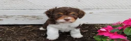 Cavapoo dogs for sale: Fern - Ad 7