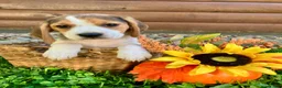 Beagle dogs for sale: Bailey - Ad 6