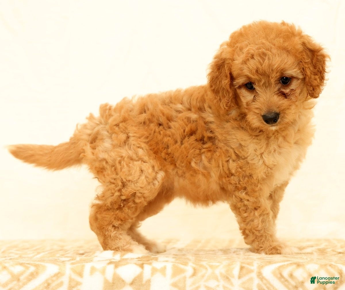Mini Goldendoodle dogs Flurry - Ad 1