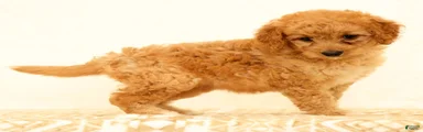 Flurry