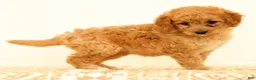 Mini Goldendoodle dogs for sale: Flurry - Ad 1