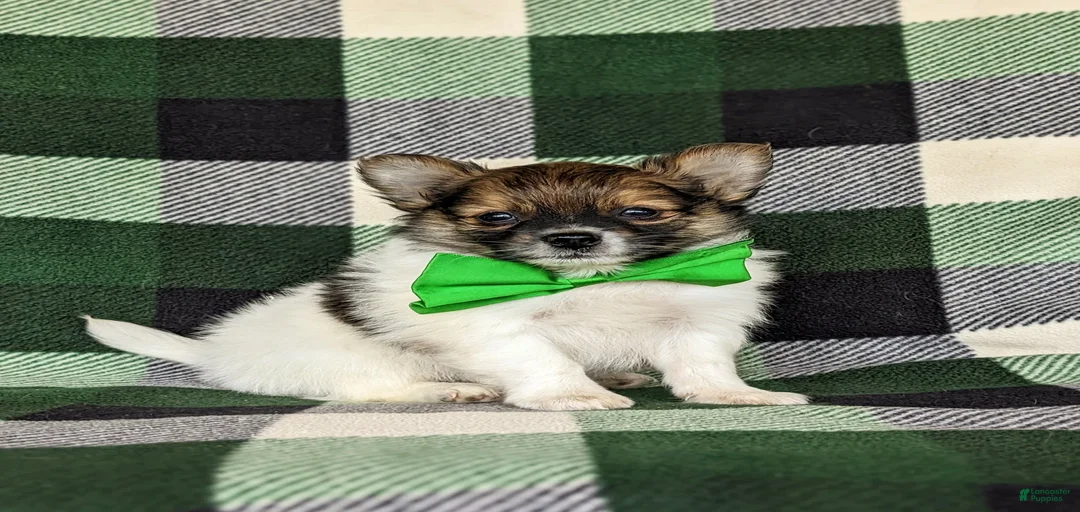 Gallery Image {{count}}