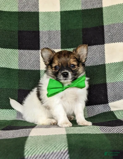 Gallery Image {{count}}