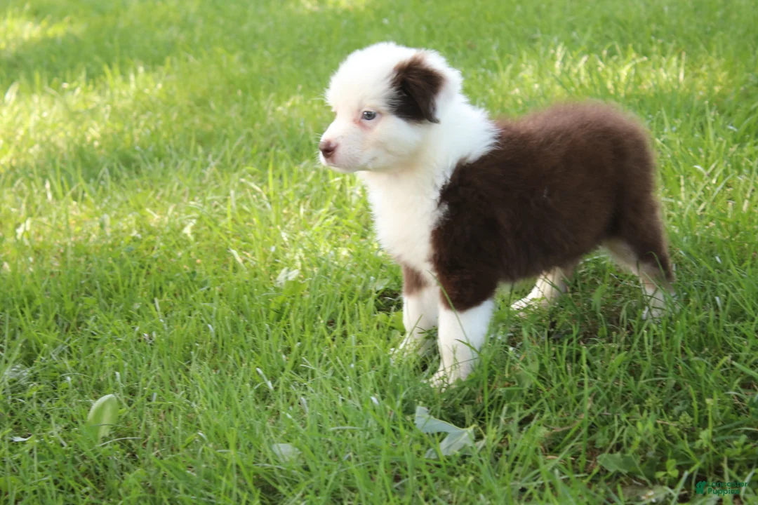 Australian Shepherd dogs for sale: Sheldon - Ad 1