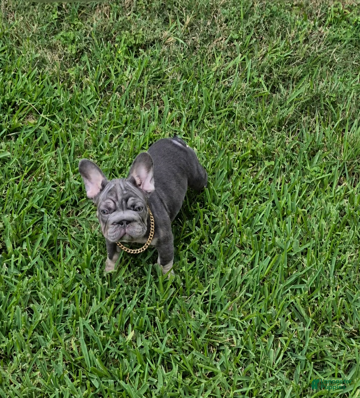French Bulldog dogs Debow Big Rope Fluffy Carrier - Ad 1