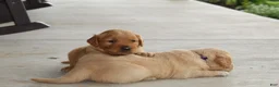Golden Retriever dogs for sale: Indie - Ad 8