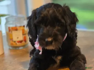 Goldendoodle dogs Sky - Ad 1
