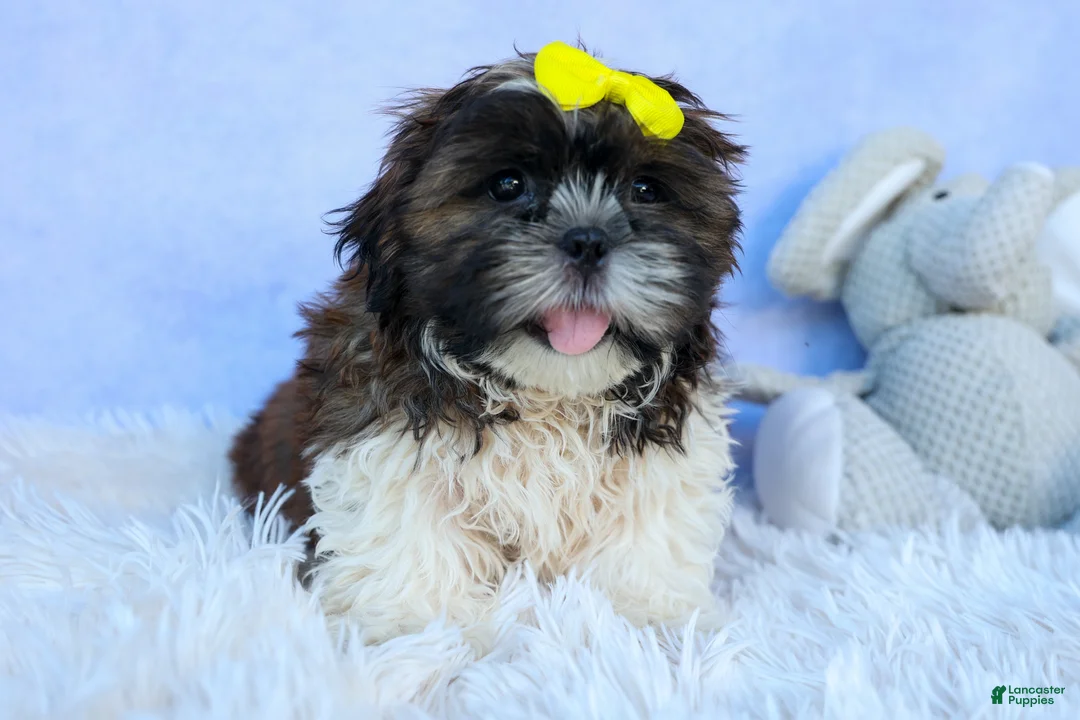 Shih Tzu dogs for sale: RUBBLE - Ad 1