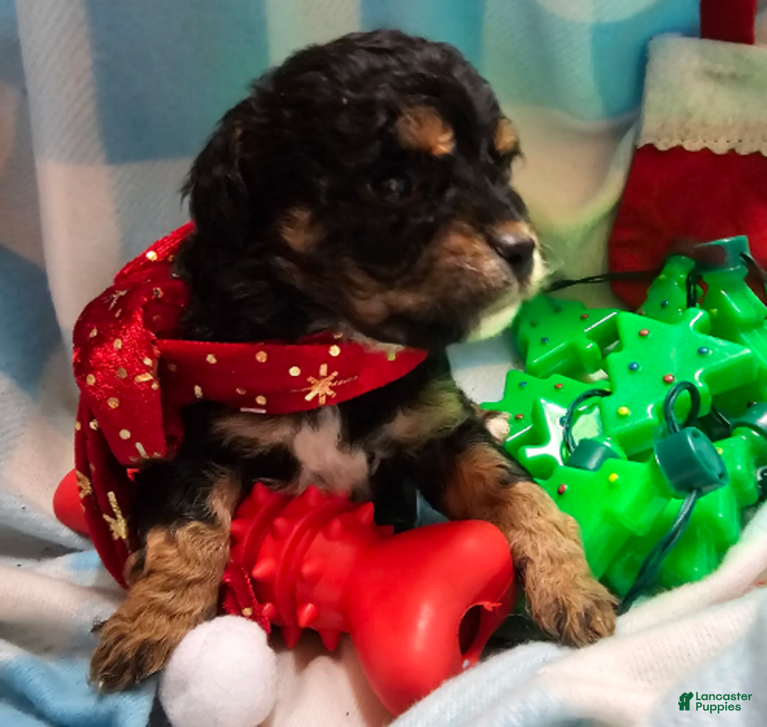 Cavapoo dogs for sale: POMAGRANT - Ad 2