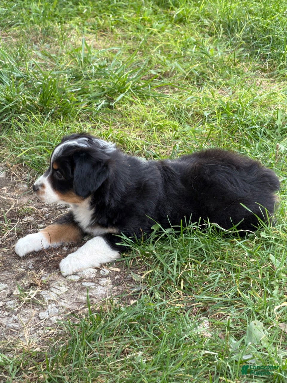 Miniature Australian Shepherd dogs for sale: Nokia - Ad 2