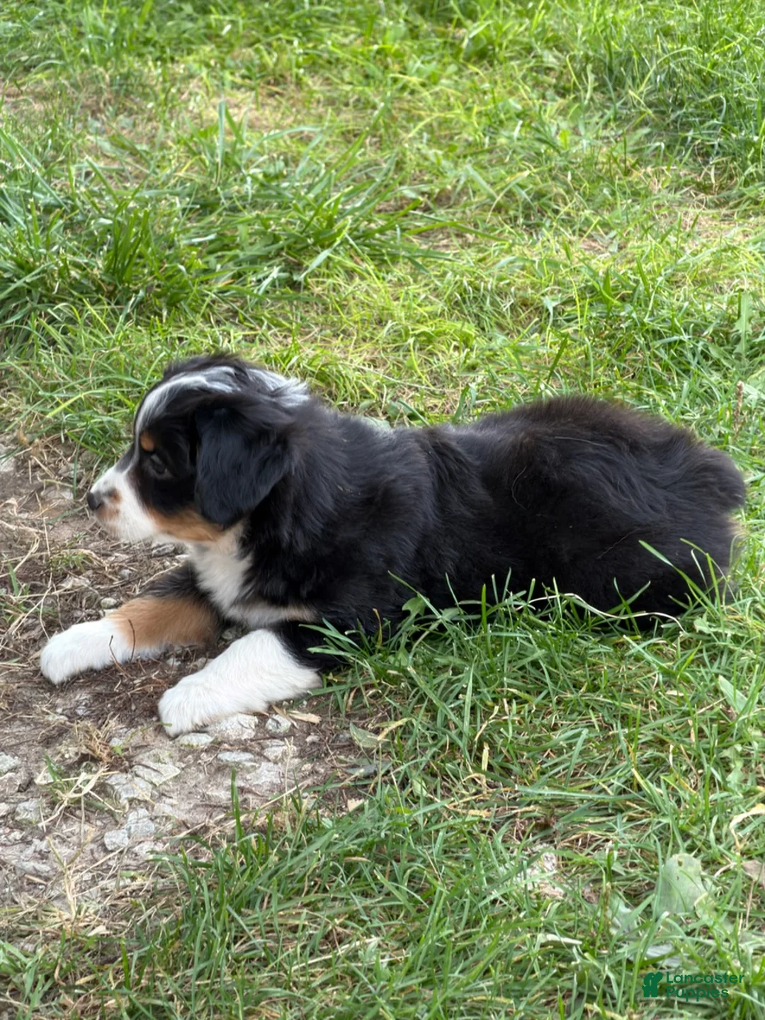 Miniature Australian Shepherd dogs for sale: Nokia - Ad 2