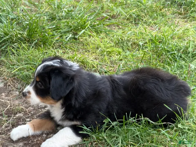 Miniature Australian Shepherd dogs for sale: Nokia - Ad 2