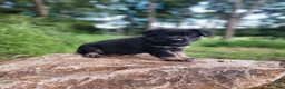 German Shepherd dogs for sale: Trek - Ad 19