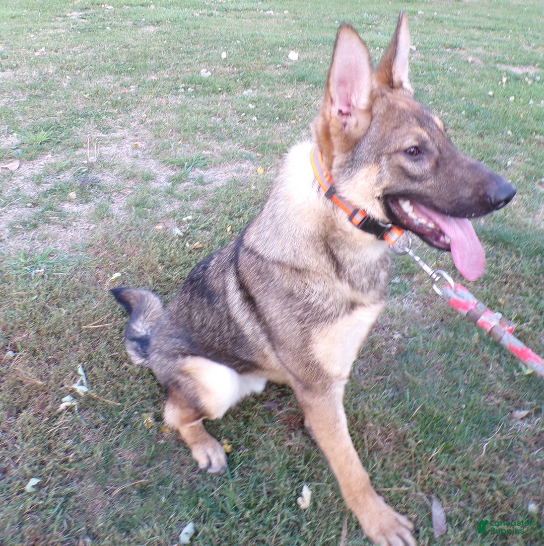 German Shepherd dogs for sale: German Shepherd Puppy 1 Smoke - Ad 8