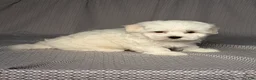 Maltese dogs for sale: Archie - Ad 3