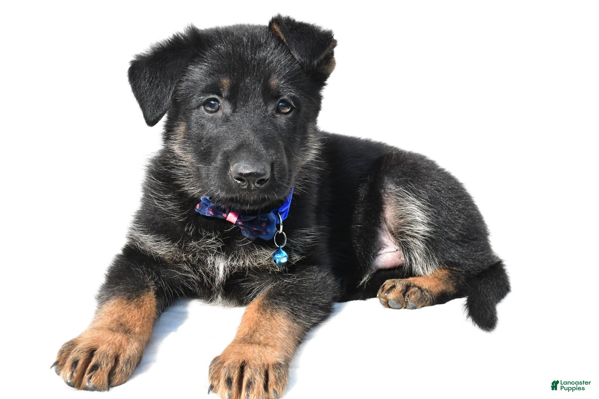 German Shepherd dogs Lincoln - Ad 2