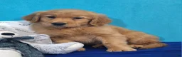 Golden Retriever dogs for sale: Henri - Ad 3