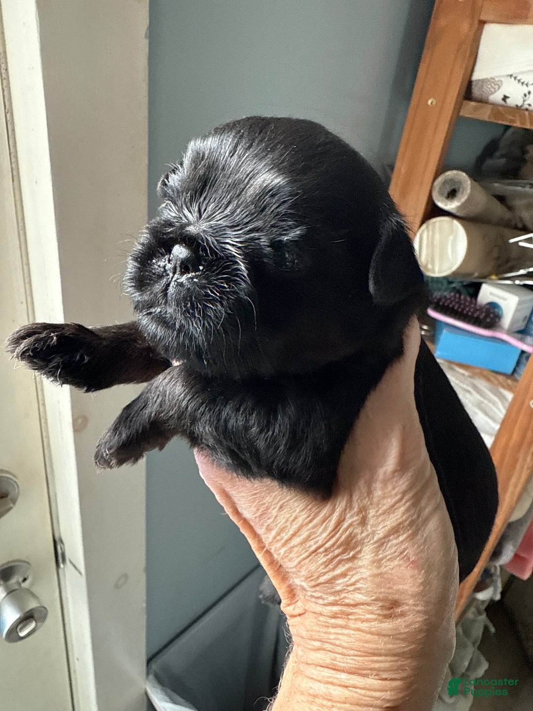 Brussels Griffon dogs for sale: Cassidy - Ad 4