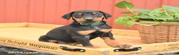 Doberman Pinscher dogs for sale: Rookie - Ad 3