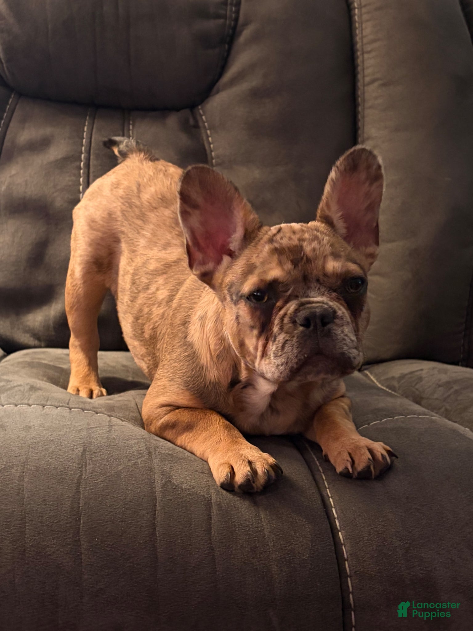 French Bulldog dogs Mocha Latte  - Ad 2