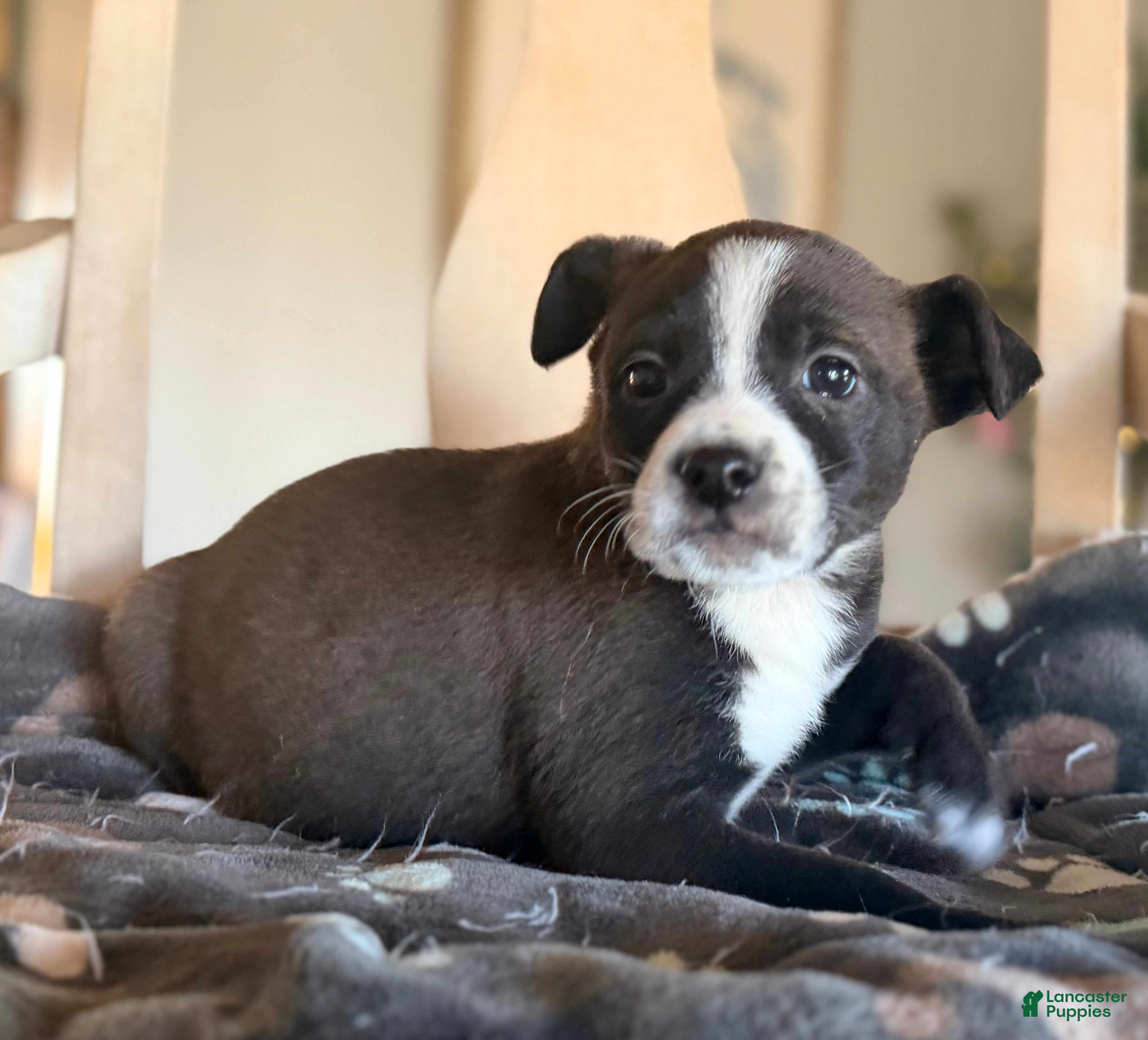 Mixed Breed dogs Cricket - Ad 12