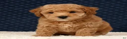 Bichpoo dogs for sale: Gander - Ad 6