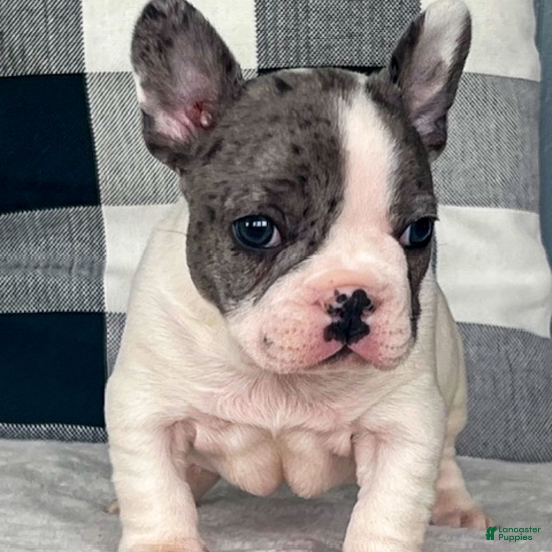 French Bulldog dogs for sale: Omar - Ad 4