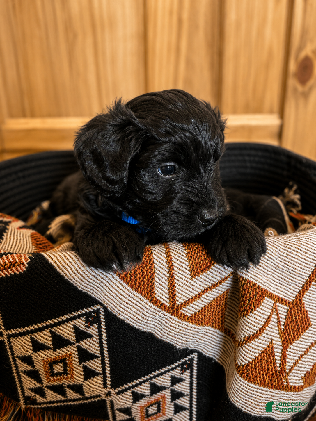 Mini Aussiedoodle dogs for sale: Mini Aussiedoodle Male #1 - Ad 2