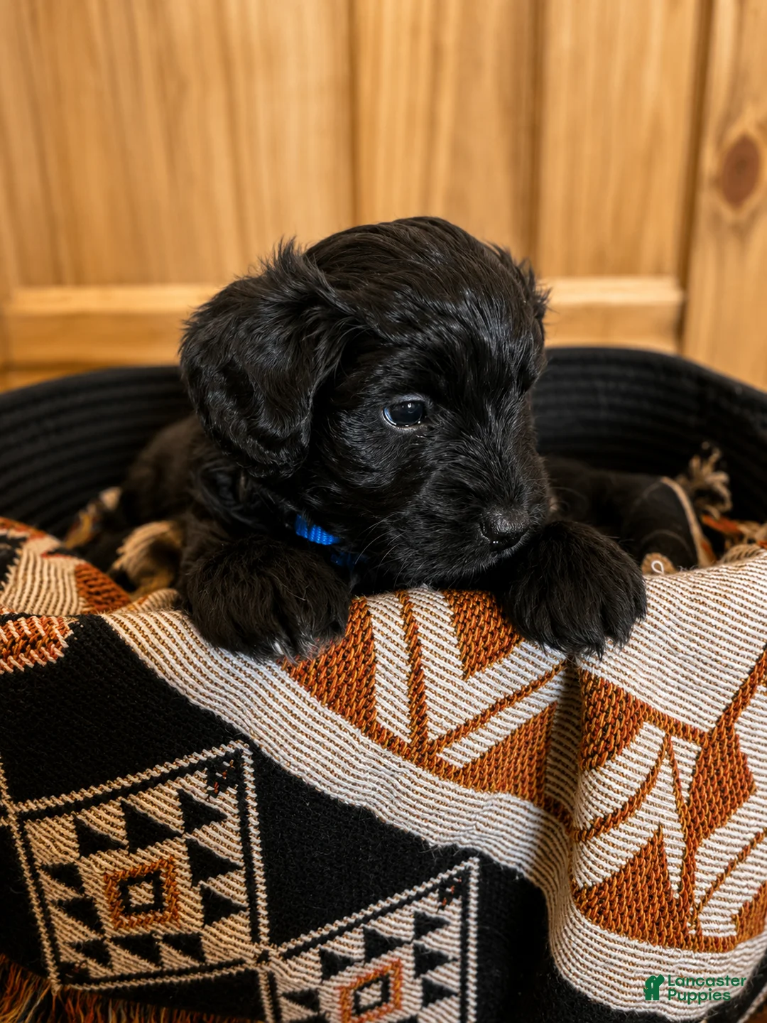 Mini Aussiedoodle dogs for sale: Mini Aussiedoodle Male #1 - Ad 1