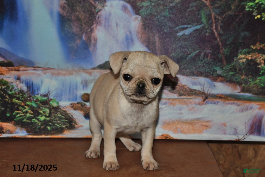 Pug dogs for sale: Rosie - Ad 2