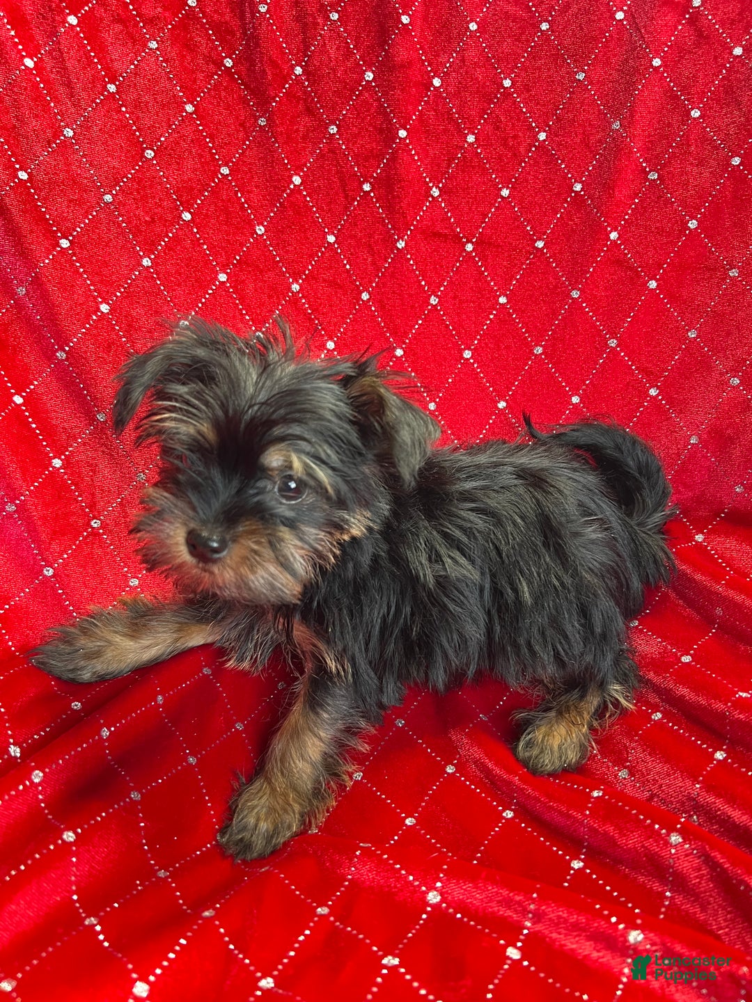 Yorkiepoo dogs for sale: Teacup Yorkie/ YorkiePin Puppy 3 - Ad 4