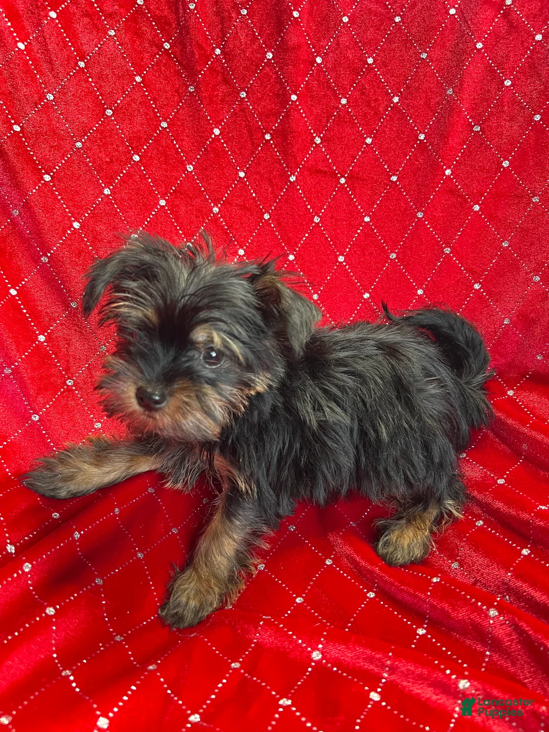 Yorkiepoo dogs for sale: Teacup Yorkie/ YorkiePin Puppy 3 - Ad 5