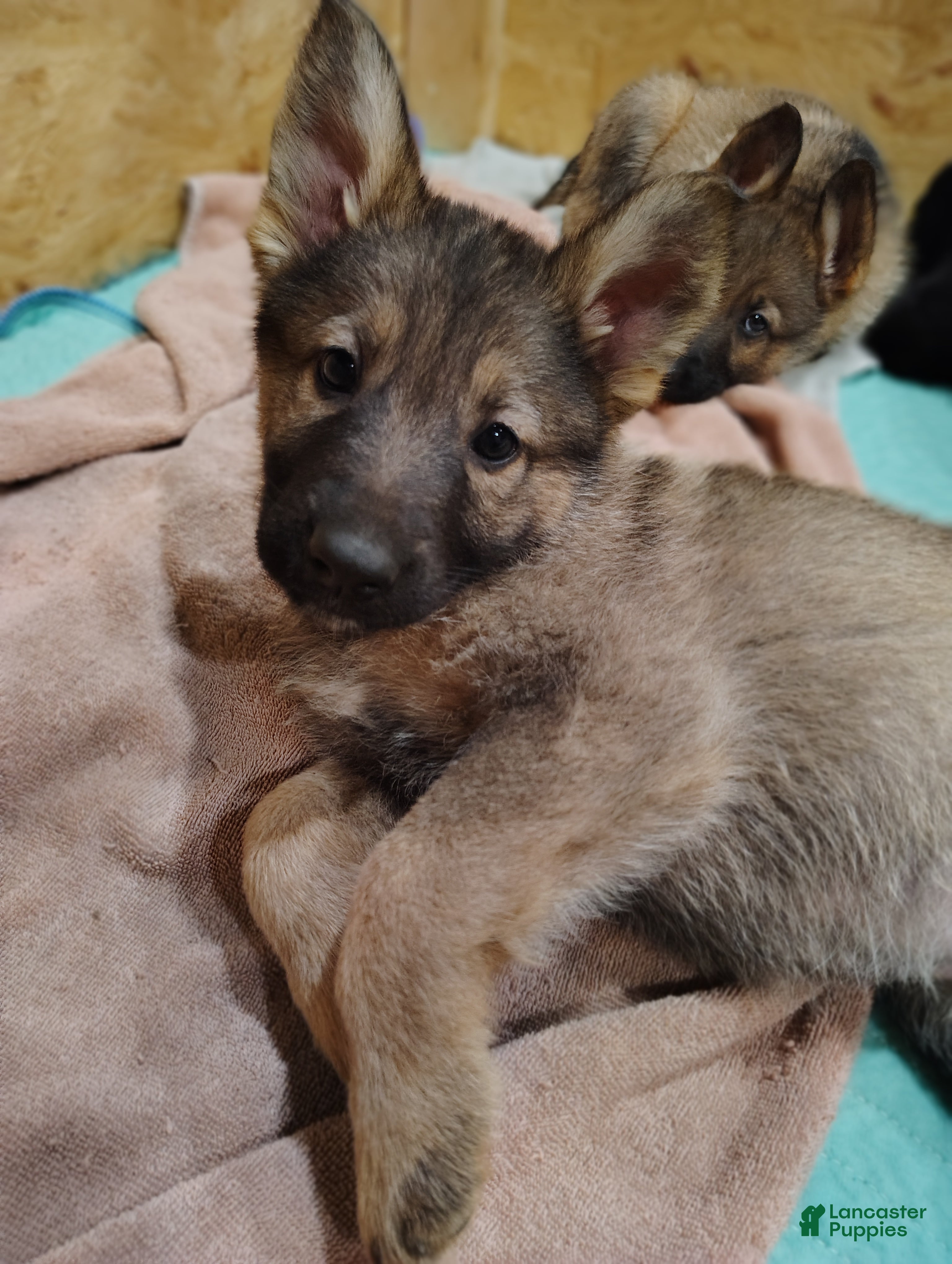 German Shepherd dogs Fern - Ad 1