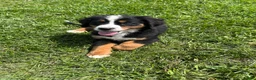 Bernese Mountain Dog dogs for sale: Paisley - Ad 17