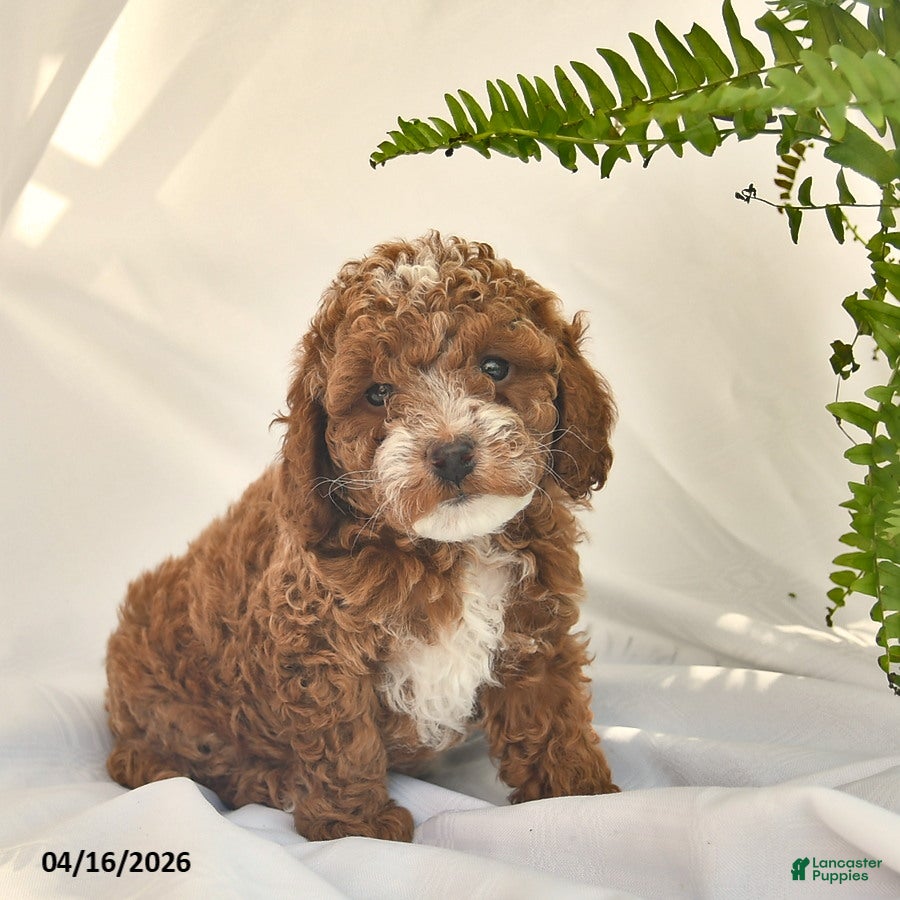 Miniature Poodle dogs Kanga  - Ad 1