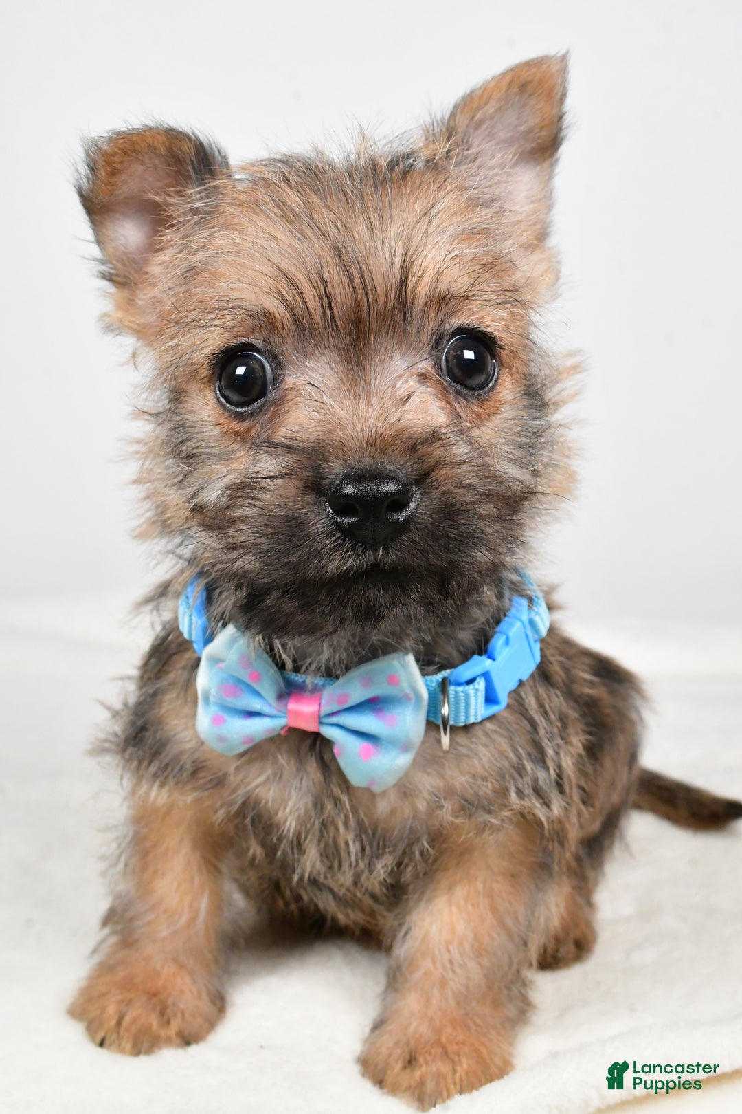 Cairn Terrier dogs for sale: Theodore - Ad 7