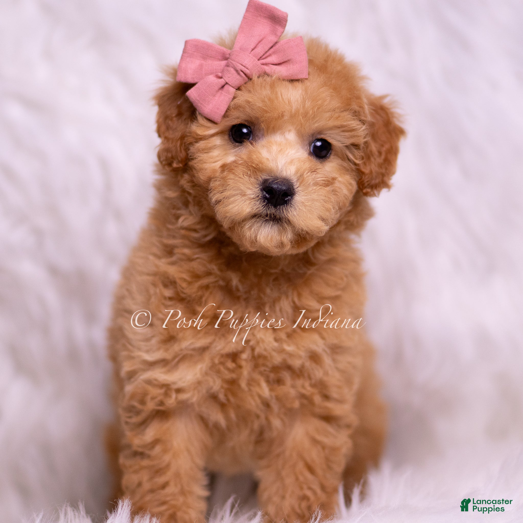 Mini Goldendoodle dogs Lulu - Ad 20
