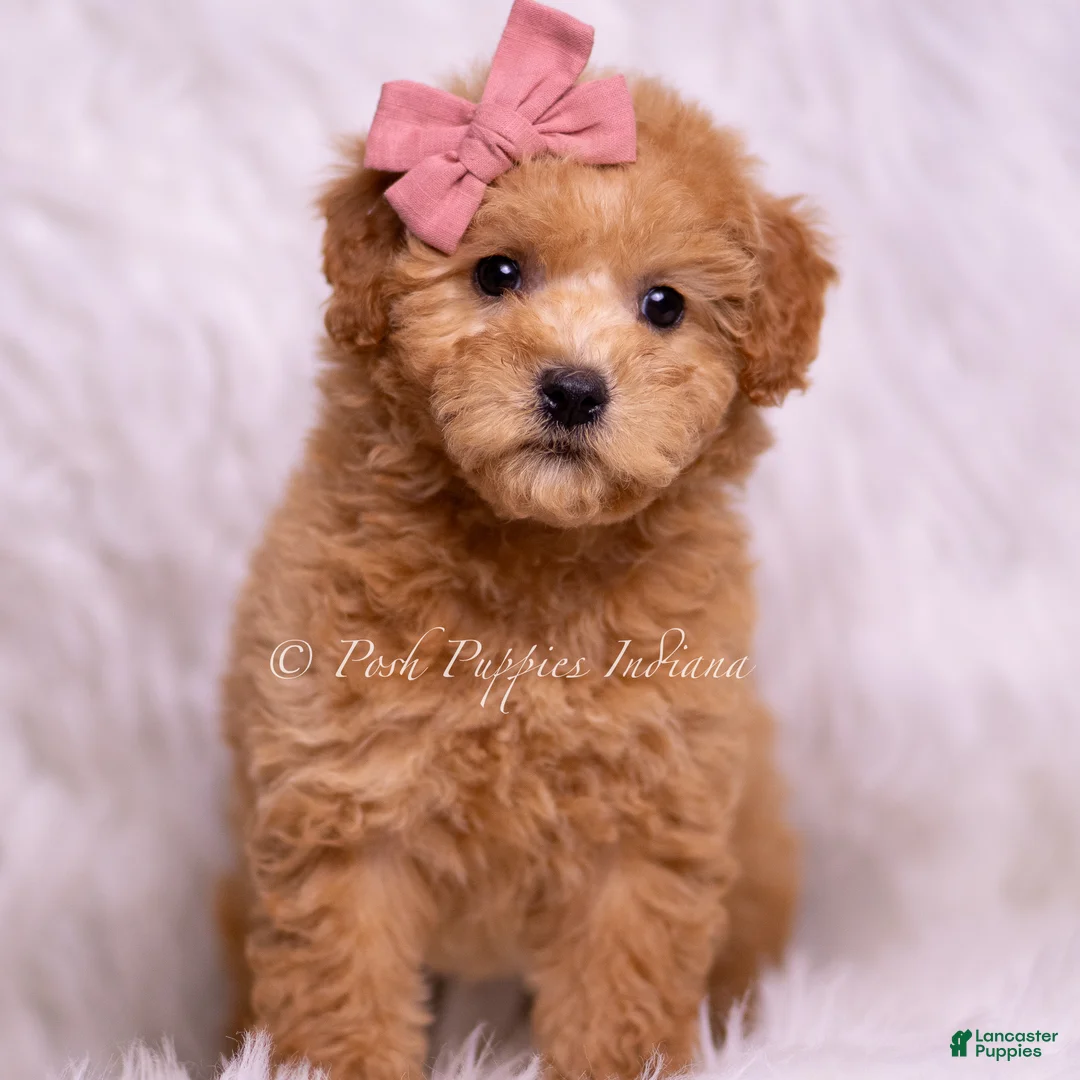 Mini Goldendoodle dogs for sale: Lulu - Ad 1