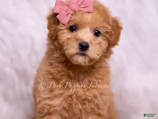 Mini Goldendoodle dogs Lulu - Ad 20