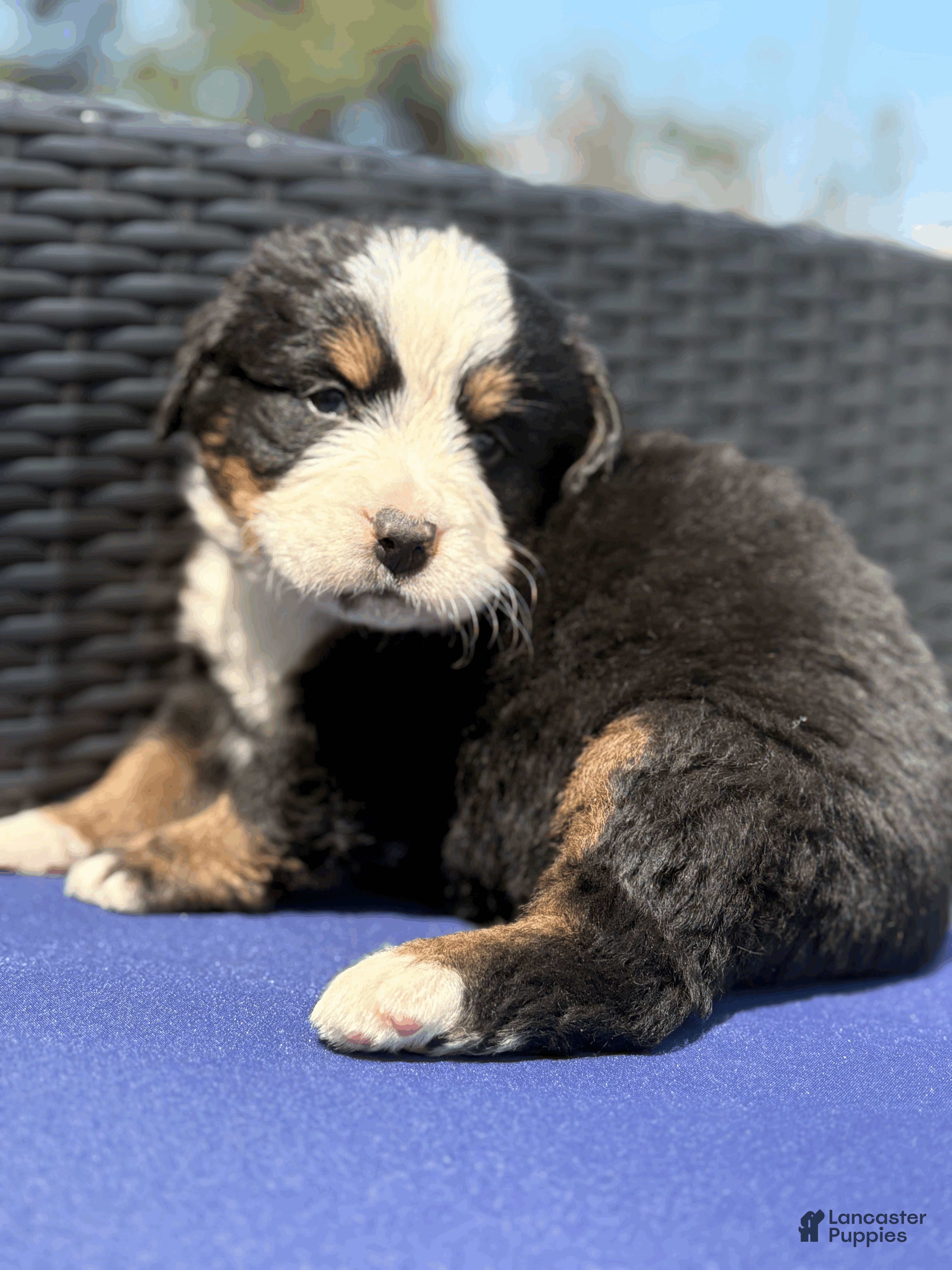 Bernese Mountain Dog dogs Guinness - Ad 2